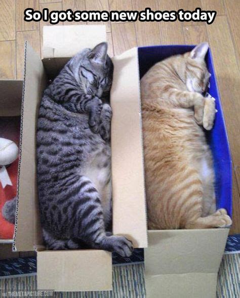 82 Cat in box, cats in boxes, Funny, hillarious, felines love boxes ...