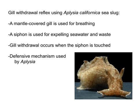 Aplysia californica -A mantle-covered gill is used for breathing