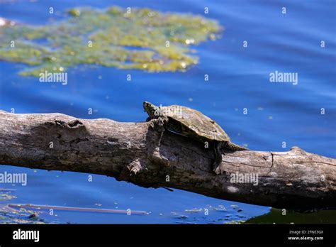 Northern Map turtle basking in Ontario Canada. The Northern Map turtle is of special concern in ...