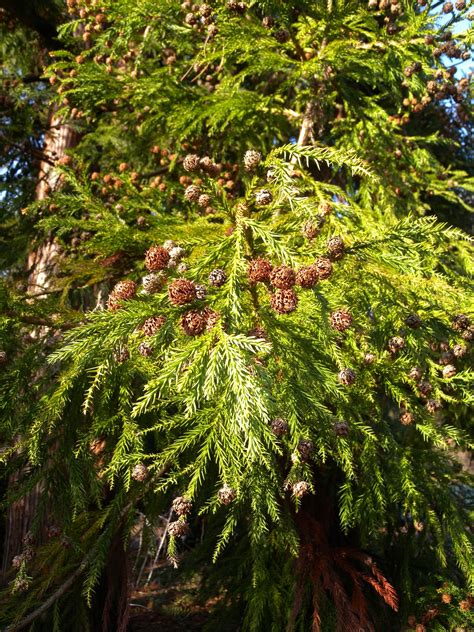 Japanese Cedar | Small Tree Seedling – The Jonsteen Company