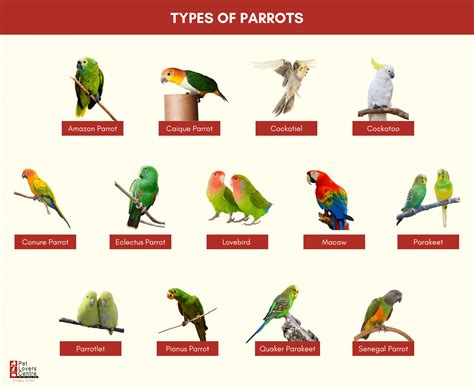 13 Types of Parrots You Can Have As Companions [+ Care Tips]