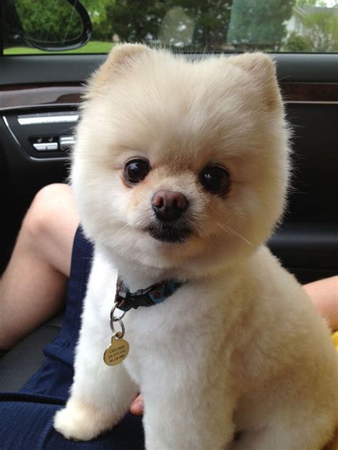 Pomeranian Puppies Haircut - Pets Lovers