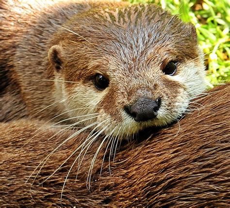 How To Adopt An Otter As A Pet - Gegu Pet