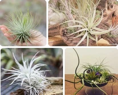 The Benefits of Air Plants - What is Special About Air Plants?