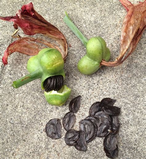 Aprille's SoCal Gardening : Amaryllis Seeds