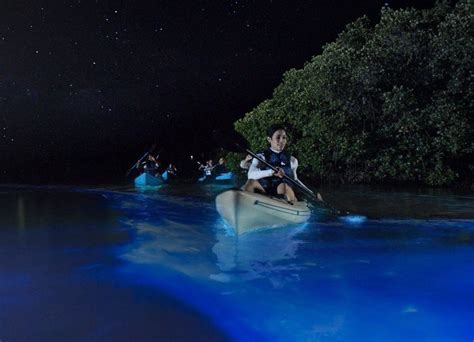 Puerto Rico Bioluminescent Bays Boat Tours