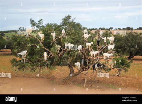 Goats in an Argan oil tree in Morocco, Africa Stock Photo - Alamy