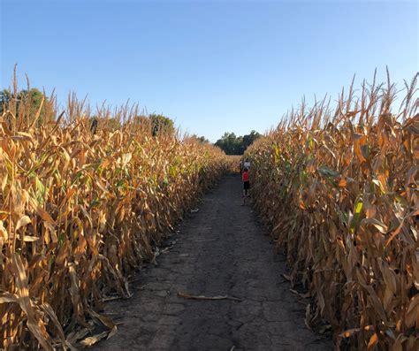 Corn Maze Near Me 2024 Dates - Rahal Georgianne