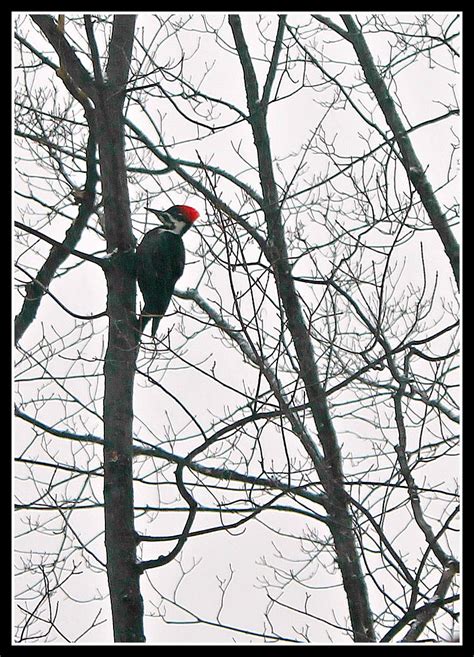 Pileated Woodpecker in my backyard-taken Jan 2012, Negaunee Township, Michigan.