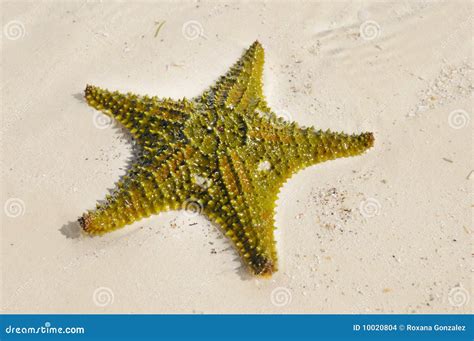 Green starfish stock photo. Image of destination, ocean - 10020804