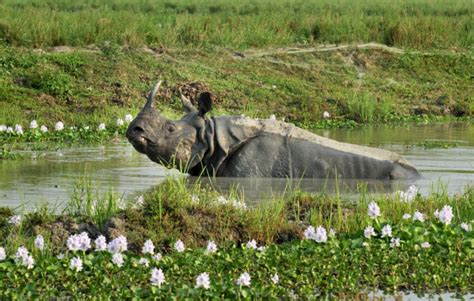 10 Keystone Species Examples and the Important Role they Play in Every Ecosystem