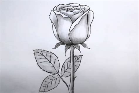 a drawing of a single rose with leaves on it's stem and the petals ...