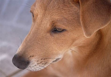 Africanis Dog Breed Info and Care - What Is the Africanis Dog