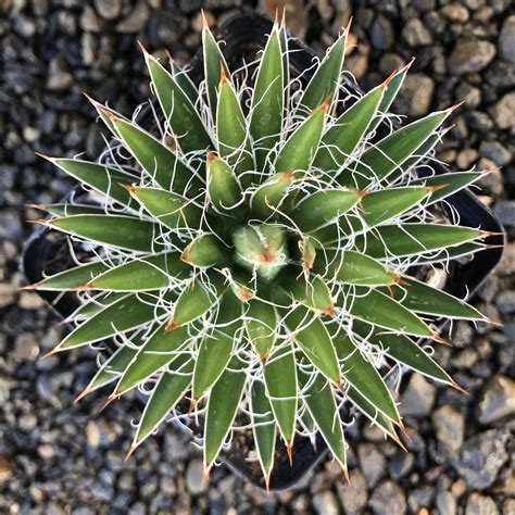 Agave multifilifera - Chahuiqui Century Plant - (4.5" Pot) | Little Prince To Go