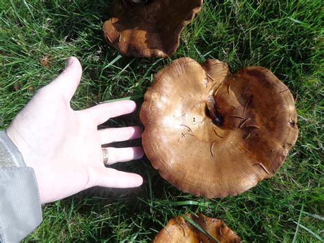 Daniel's Pacific NW Garden: Mushrooms / fungi