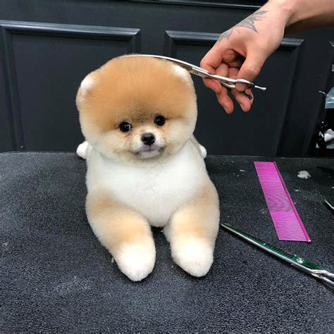 80 Best Of Boo The Pomeranian Haircut - Haircut Trends