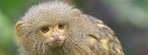 Drayton Manor | Pygmy Marmoset