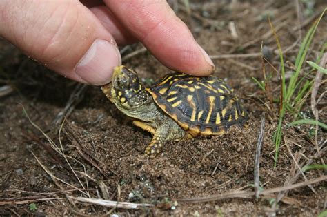 Ornate Box Turtle (Terrapene ornata) - Reptiles and Amphibians of Iowa