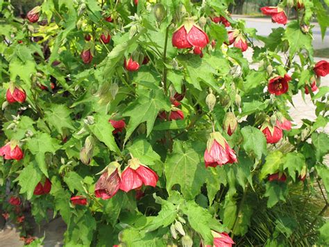 Plants & Flowers » Abutilon hybridum