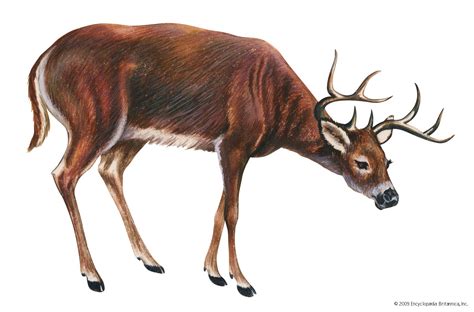 White-tailed deer | Habitat, Diet & Adaptations | Britannica