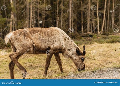 Reindeer in Its Natural Habitat Stock Photo - Image of fauna, nature: 264849844