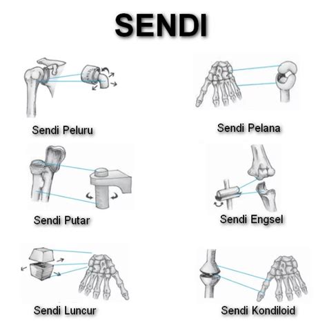 Sendi (Pengertian, Komponen, Macam-Macam Dan Contoh Sendi) - Materi Pelajar