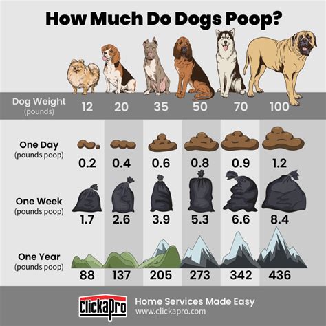 How Many Times A Day Should a Dog Poop? Exploring the Facts - Petsmart