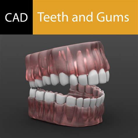 gums tooth teeth 3d model