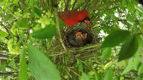 Where Do Cardinals Nest? [Nesting Habits & Facts] - Birdwatching Buzz