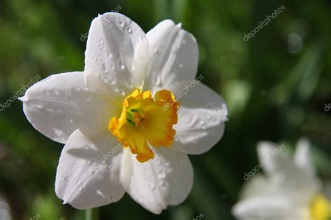 White narcissus flower Stock Photo by ©snowturtle 2453906