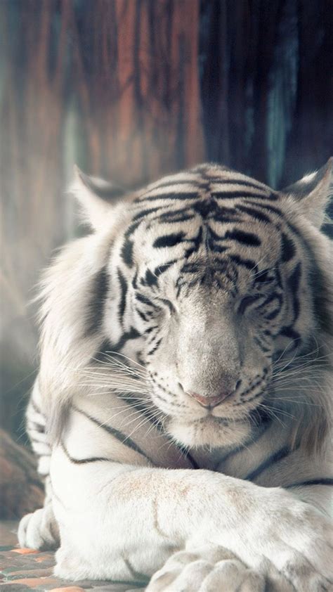 White Siberian Tiger Wallpaper