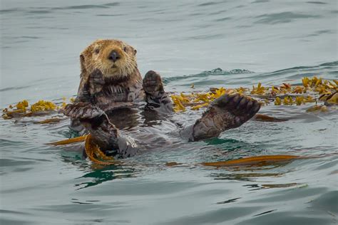 Sea otters help fight climate change