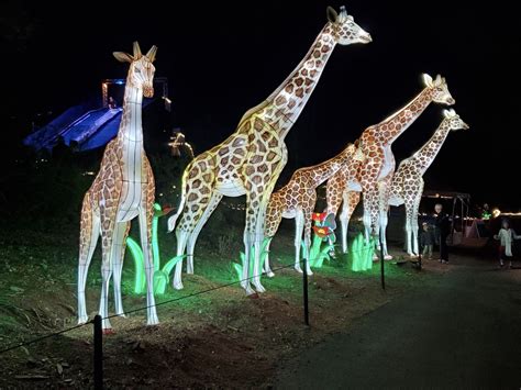 ZooLights! It's Amazing Christmas Lights at the Phoenix Zoo. - Phoenix ...