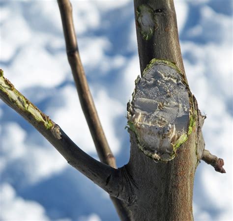 Pear Pruning for Young Bartlett | WSU Tree Fruit | Washington State University