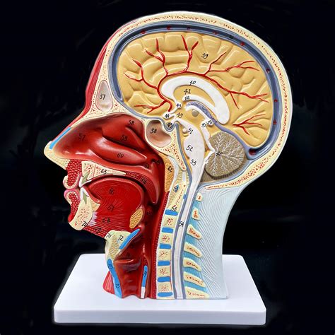 Buy Human Head Anatomical Model Life-Size Nasal Cavity Throat Brain Anatomy for Science ...