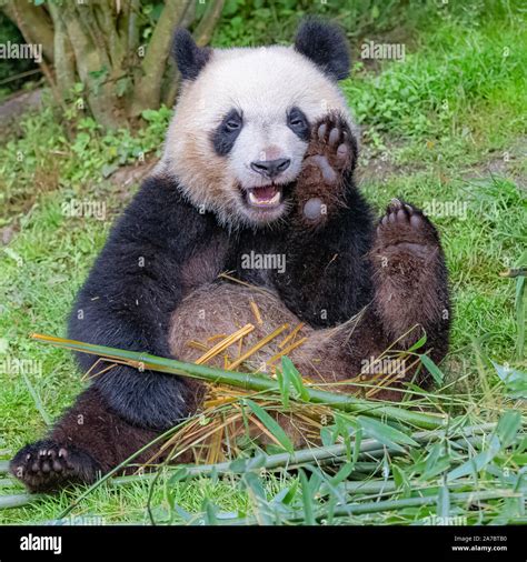 Giant panda, bear panda eating bamboo sitting in the grass, funny face Stock Photo - Alamy