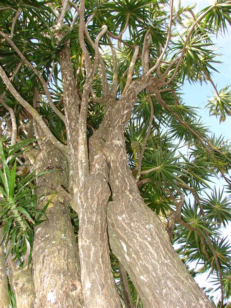 Plants & Flowers » Dracaena marginata