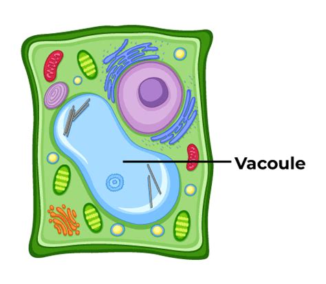 Vacuole In Animal Cell