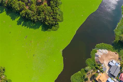 What Is Eutrophication? - WorldAtlas