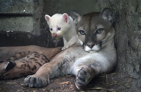 Rare albino puma cub born in Nicaragua zoo