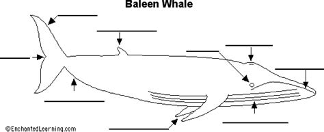 Label Baleen Whale Anatomy Printout - EnchantedLearning.com