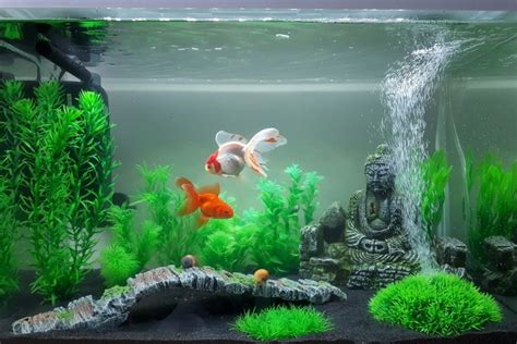 Goldfish Tank Setup – Simple Guide for Beginners - FishLab