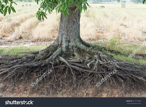 1,062 Mango Tree Root Images, Stock Photos & Vectors | Shutterstock