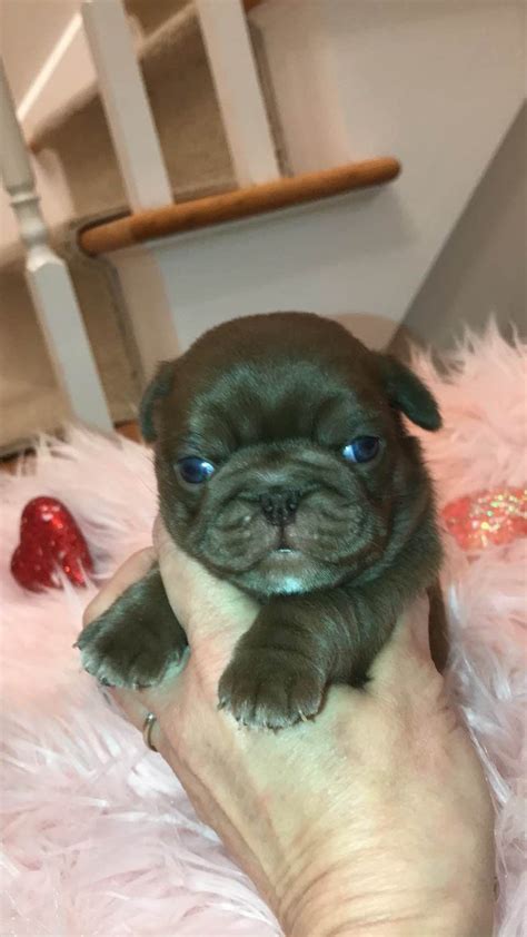 FAIRYTALE FRENCHIES - Pug Puppies For Sale In Brewster, NY - Born on 01/08/2024