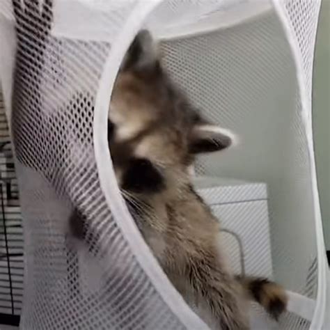 Adorable baby raccoon loves to hide in owner's footwear