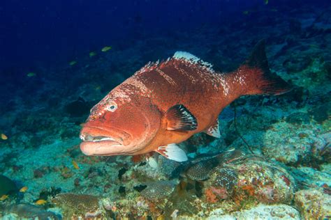 What's the Difference Between Grouper and Snapper?