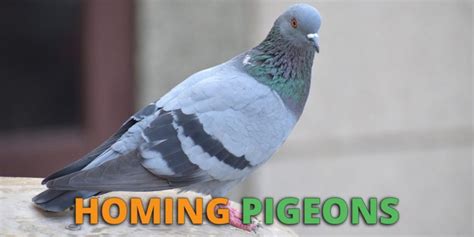 How To Train Homing Pigeons: Expert Tips, Tricks and Methods