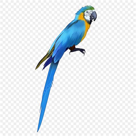 Parrot Illustration PNG Picture, Colorful Parrot Creative Illustration ...