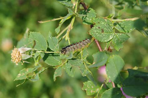 40+ Gypsy Moth Damage Stock Photos, Pictures & Royalty-Free Images - iStock