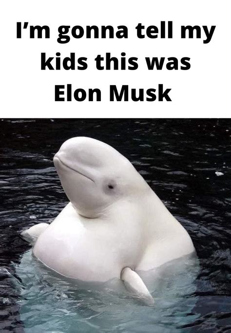 Beluga Whale Meme